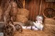 A woman in a bunny costume sitting on a pile of hay.